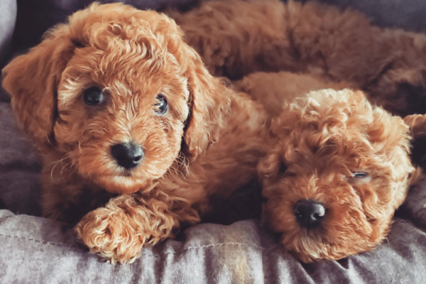 Zwei Herzen in einem Bild